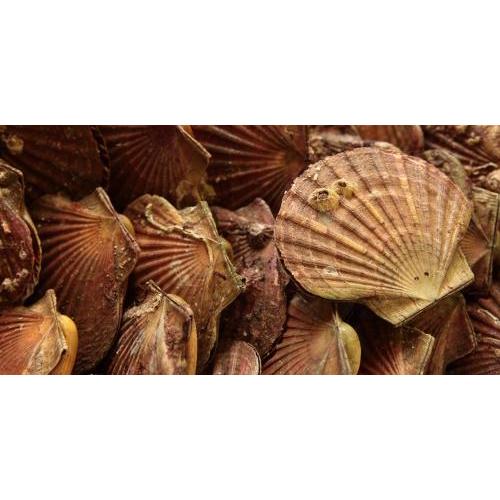 预订新鲜带子 扇贝 一个 9月15日 周三配送 鱼类和海鲜类 新鲜食品 乐动易购 Ledoshop 预订新鲜带子 扇贝 一个 9月15日 周三配送 鱼类和海鲜类 新鲜食品 乐动易购 Ledoshop