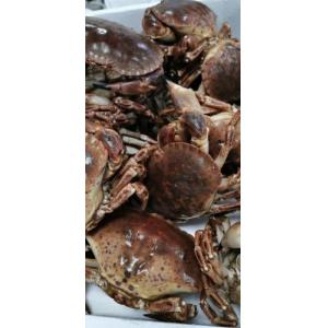 预订海鲜 活 面包蟹一只 £7.5/kg 按实际重量计算价格  每周三，六配送  配送  （至尊会员价：£6.0/kg）