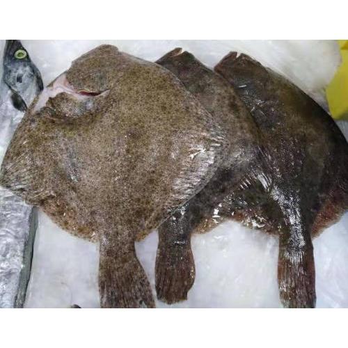 预订  冰鱼多宝鱼 £24/KG（至尊会员：£23/KG） 按实际重量计算价格     6月14日-15日 配送