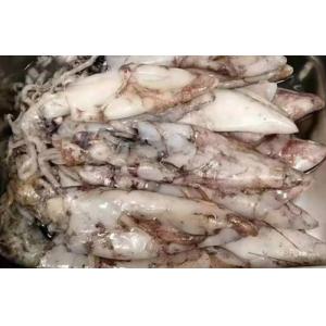 预订  新鲜鱿鱼 £17.8/KG （至尊会员：£16.8/KG） 按实际重量计算价格    6月14日-15日 配送