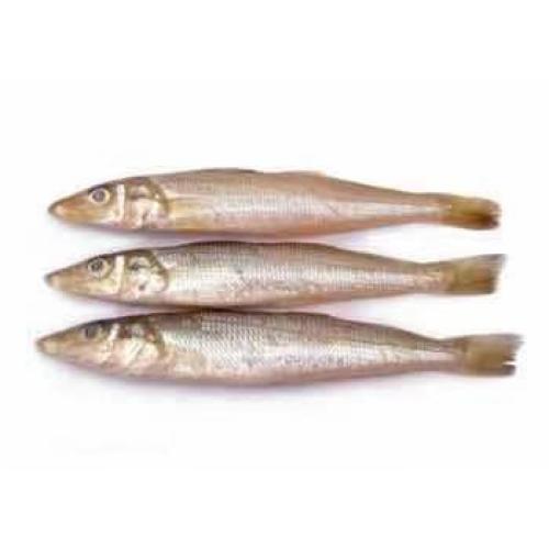 预订海鲜  冰鲜沙尖鱼（钱串鱼） 约1KG /份    6月14日-15日 配送