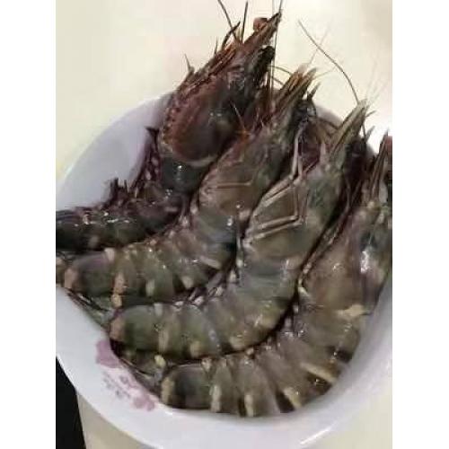 预订 冰鲜 老虎虾 1只 £39/ kg （按实际重量计算价格），1月10日 配送