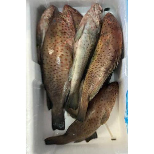 预订  新鲜石斑鱼 一条 £17.80/kg （至尊会员：£16/KG）按实际重量计算价格    8月2日-3日 配送