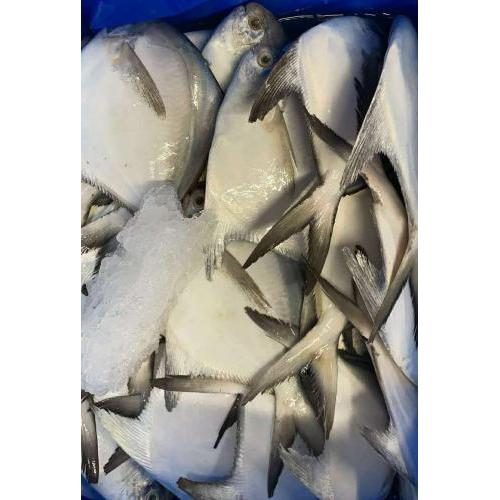 预订 冰鲜银（白）鲳鱼 1条／约300g (£27.80/kg) （至尊会员：£26/KG）按实际重量计算价格  6月14日-15日 配送