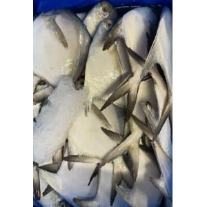 预订 冰鲜银（白）鲳鱼 1条／约300g (£27.80/kg) （至尊会员：£26/KG）按实际重量计算价格  6月14日-15日 配送