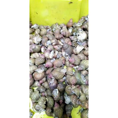 预订 特价 新鲜 东风螺 3kg /份 9月10日-11日 配送
