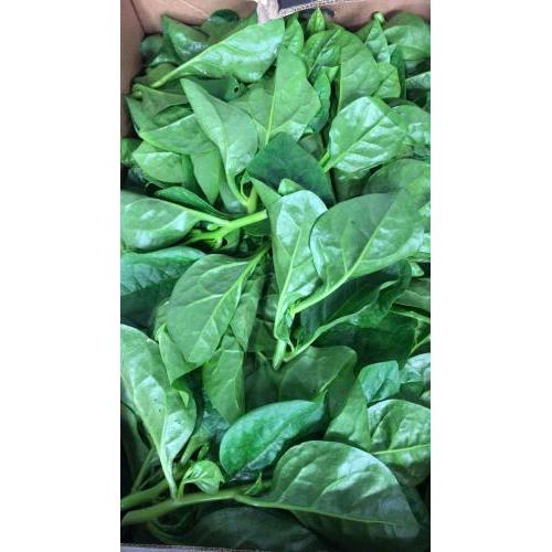 新鲜 潺菜/木耳菜 1kg