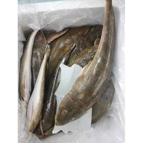 预订 冰鲜 牛尾鱼  1条 £17.80 /kg  6月14日-15日配送