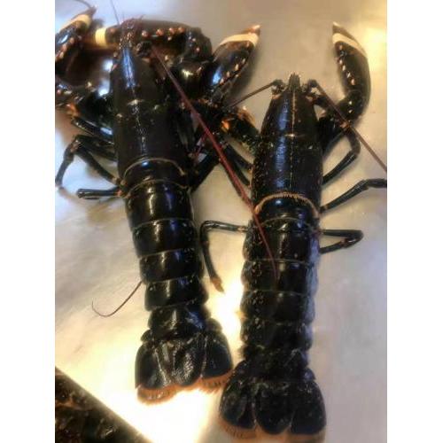 预订 双钳龙虾 1只（中） ，约600克以下/只， £41/KG 按实际重量计算价格   6月14日（周六） 配送