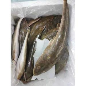 预订 冰鲜 牛尾鱼  1条 £17.80 /kg  6月14日-15日配送