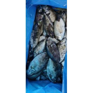 预订 冰鲜野生泥鯭鱼一条  £17.80／kg 11月3日/周六配送