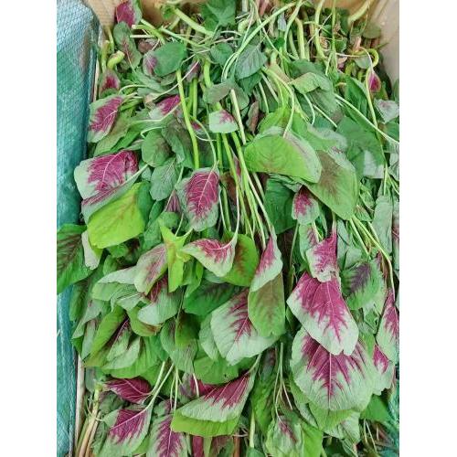新鲜 苋菜 1箱约5kg