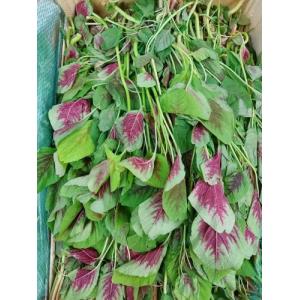 新鲜 苋菜 1箱约5kg