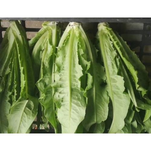 新鲜 本地农场油麦菜 一份约500g
