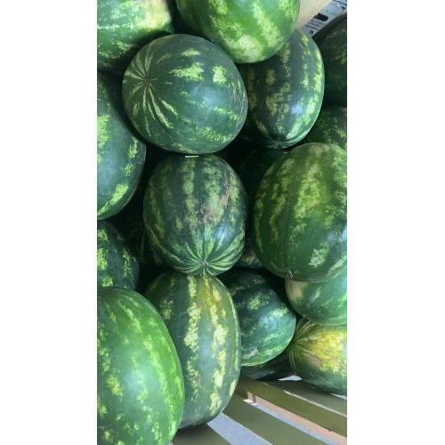 土耳其 超甜大西瓜（黑籽）  1个 (£1.69/kg)