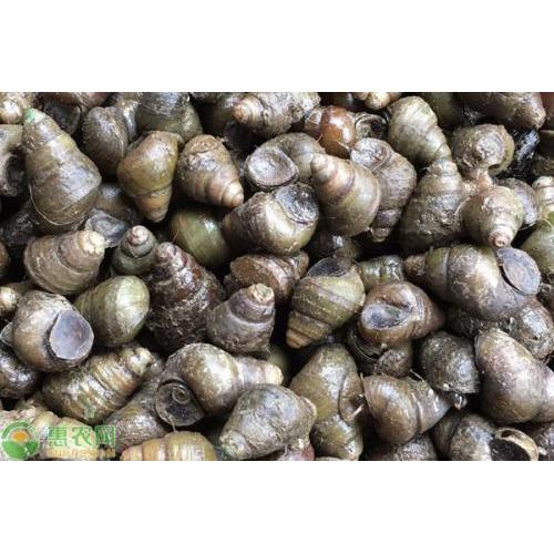 预订 大号海田螺约1KG 9月3日/周六 配送