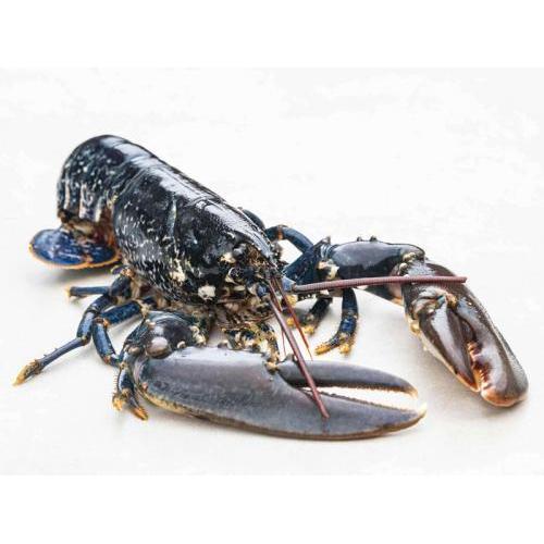 预订 双钳龙虾 1只（大） ，约600克以上/只，£46/KG 按实际重量计算价格   每周三，六） 配送