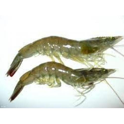 预订 冰鲜有头大虾约2kg 20/30 每周三，六日配送