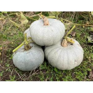 皇冠南瓜（白皮） 1个约2kg