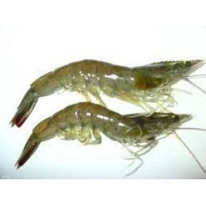 预订 冰鲜有头大虾约2kg 20/30 每周三，六日配送