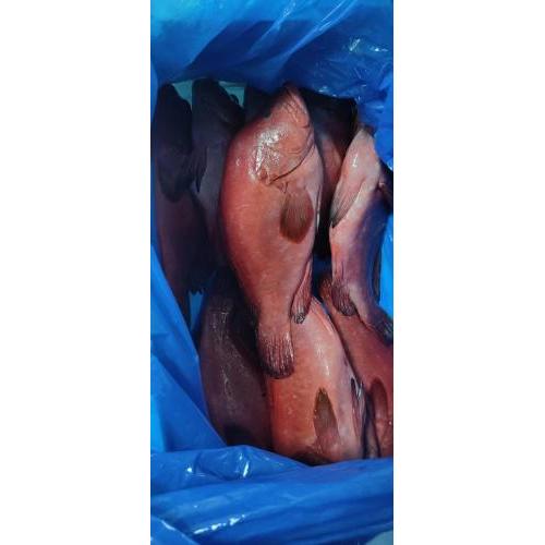 预订 冰鲜红石斑鱼1条 （约1KG左右） £ 18.80KG （至尊会员：£17.80/KG）（按实际重量计算价格） 每周三，六日配送