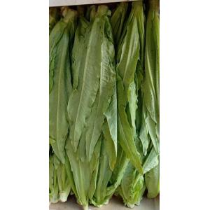 新鲜 油麦菜 1份约1kg 