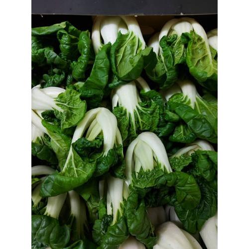 新鲜 奶白菜 约1kg