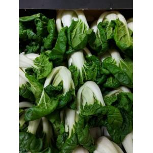 新鲜 奶白菜 约1kg