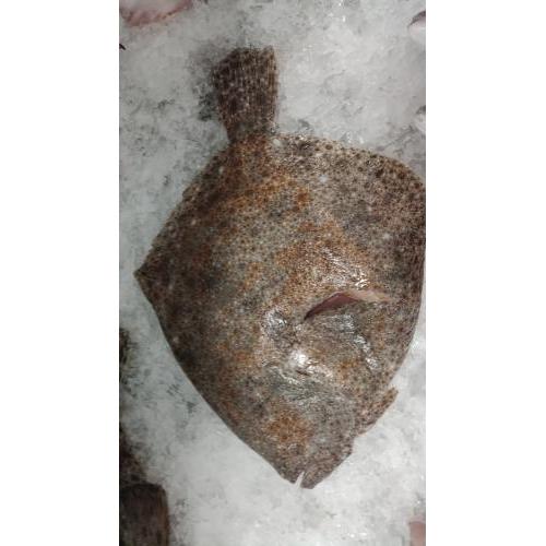 预订海鲜 冰鲜野生多宝鱼（约700克以上/条） £30/KG 按实际重量计算价格 8月20日-21日 配送