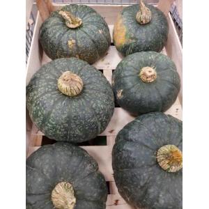 中国青皮南瓜 1个  （£4.49/kg)   请点选规格內的重量加入购物车