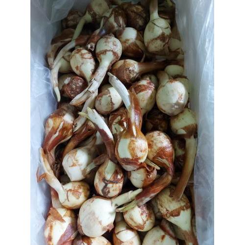 新鲜 茨菇 1份约500g