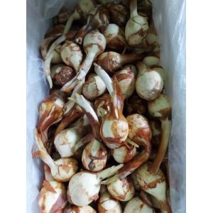 新鲜 茨菇 1份约500g