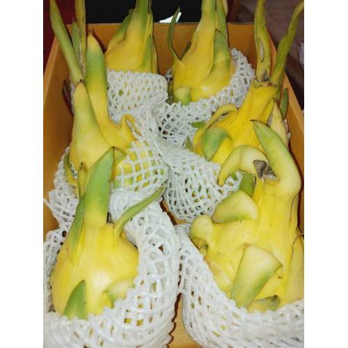 新鲜 大个 黄皮火龙果/麒麟果 1个（约500克）