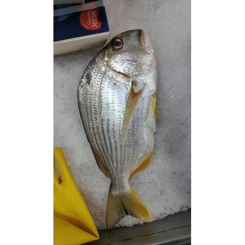 预订  新鲜黄脚立/黄鲷鱼/黄翅鱼 一条 £22.00/kg 按实际重量计算价格 9月10日-11日 配送