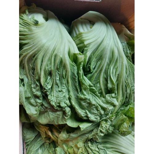 新鲜大芥菜 1份约1kg  中等大小