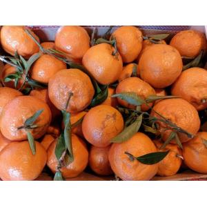 新鲜 橘子 部分带叶  3个