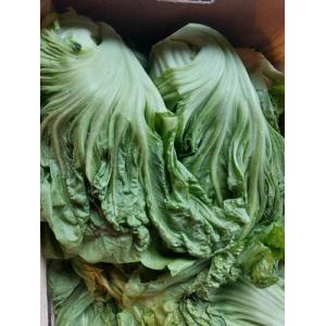 新鲜大芥菜 1份约1kg  中等大小