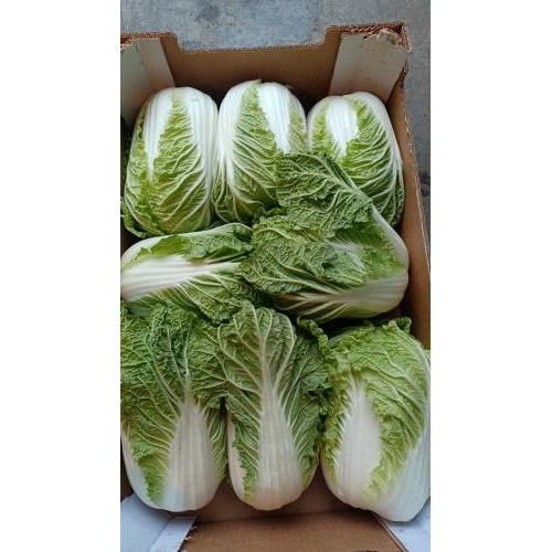 大白菜 一箱 8棵