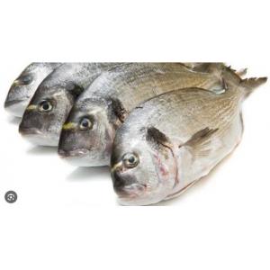 预订 冰鲜腊鱼 整箱 约6公斤  每周三，六日配送