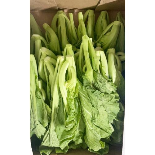 新鲜 靓芥菜 约500g