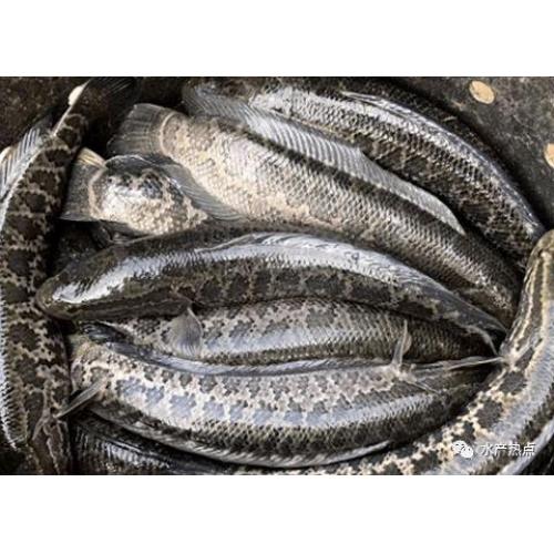 预订海鲜 黑鱼1条 £18.80/公斤 以实际重量计算价格 6月22日-23日 配送