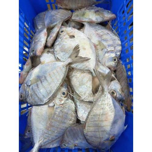 预订 冰鲜 三线鱼约1KG  £17.8/KG（称重后按实际重量计价）12月24日 配送