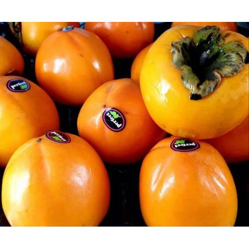 新鲜 大个柿子 1 个