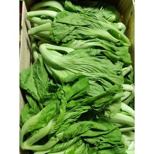 新鲜 芥菜 中等大小 1箱约8kg