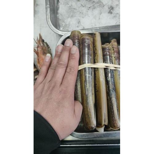 预订 新鲜 蛏子（中）约1KG/份 每周三，六日配送