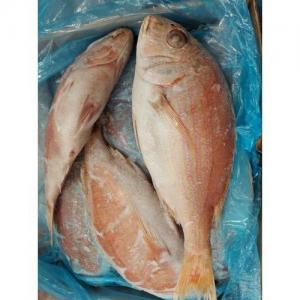冷冻 野生红腊鱼（红鲷鱼） 大条 约1kg  £5.49/kg (请点选规格內的重量加入购物车）
