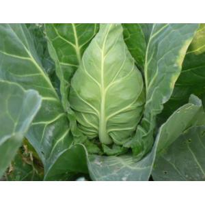 牛心菜（包菜）1个