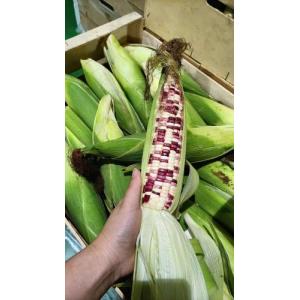 新鲜 彩色糯玉米 1根约300-400g