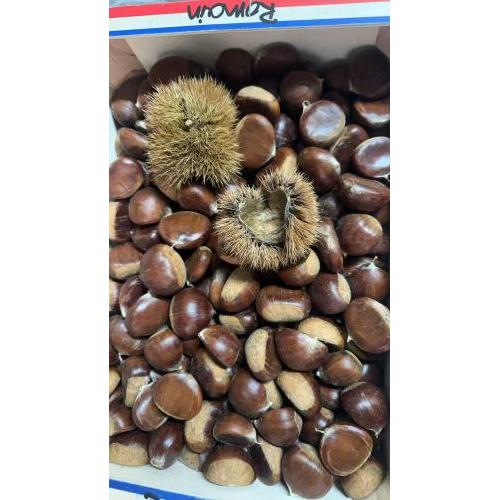 新鲜栗子/板栗 （比较大粒） 1份约400g
