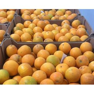 新鲜 甜橙 约1kg (3到5个）